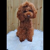 Toy Poodle