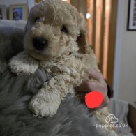 Poochon - Both