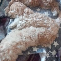 Poochon - Both