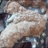 Poochon - Both