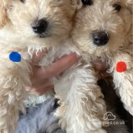 Poochon - Both