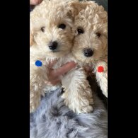 Poochon - Both