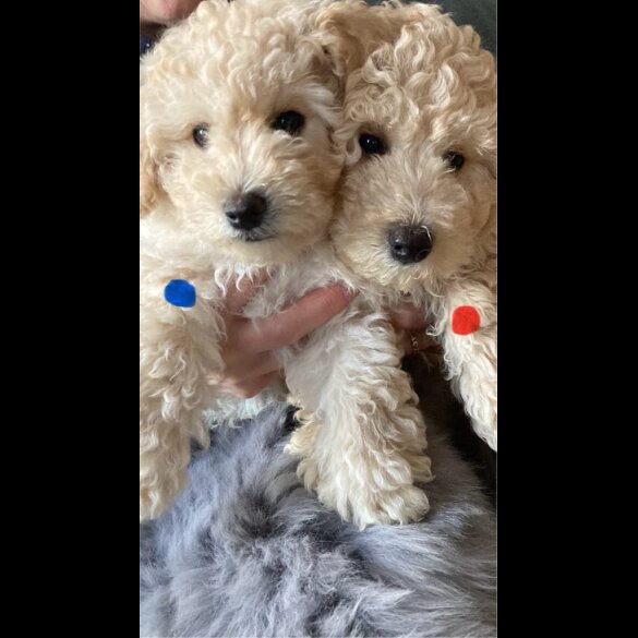 Poochon - Both