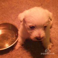 West Highland White Terrier - Both