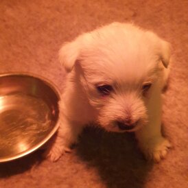 West Highland White Terrier - Both