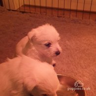 West Highland White Terrier - Both