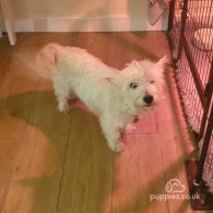 West Highland White Terrier - Both