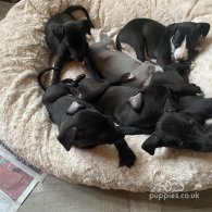 Whippet - Dogs