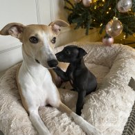 Whippet - Dogs