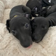 Whippet - Dogs