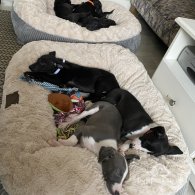 Whippet - Dogs