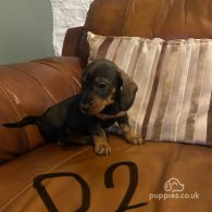 Dachshund (Standard & Miniature) - Both