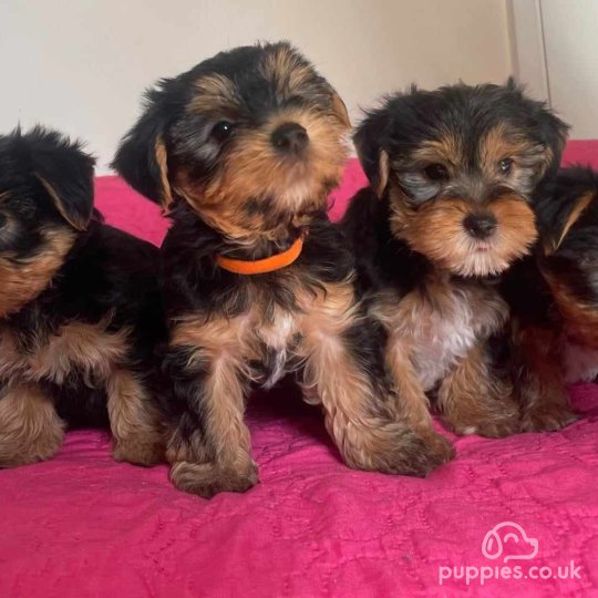 Yorkshire Terrier - Dogs