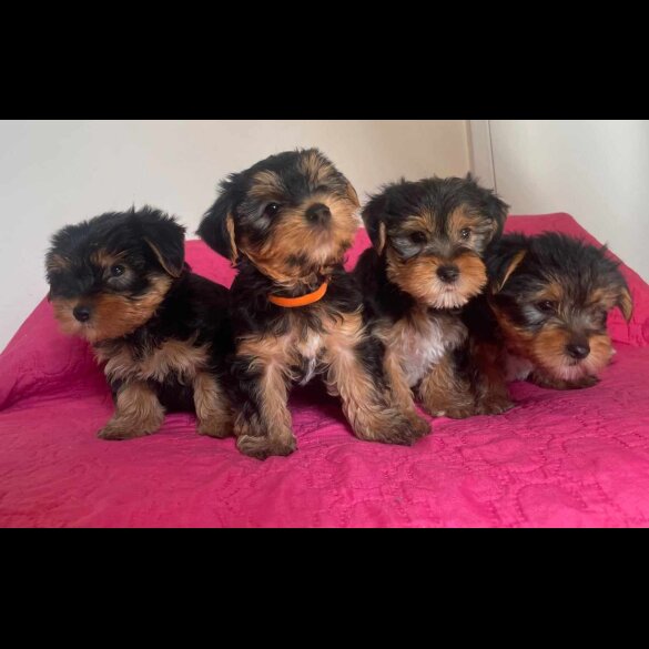 Yorkshire Terrier - Dogs