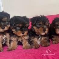 Yorkshire Terrier - Dogs