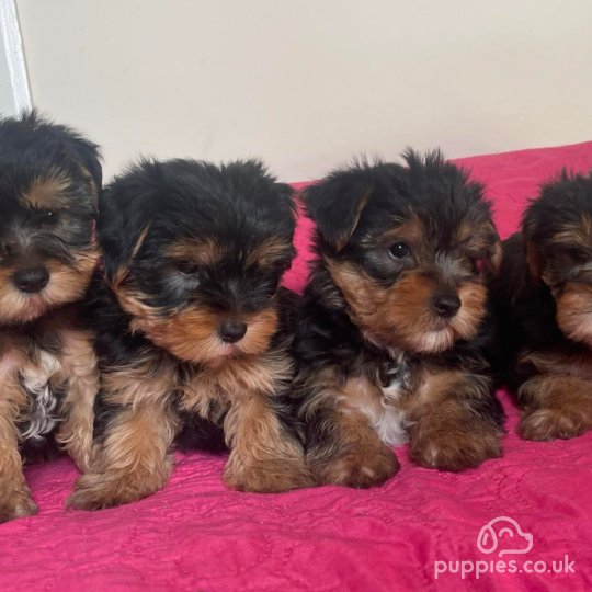 Yorkshire Terrier - Dogs