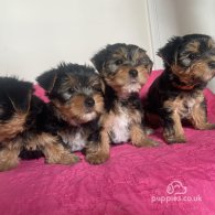 Yorkshire Terrier - Dogs