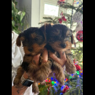 Yorkshire Terrier - Both