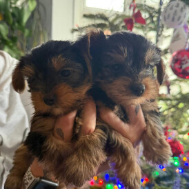 Yorkshire Terrier - Both