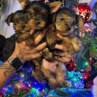 Yorkshire Terrier - Both