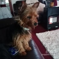 Yorkshire Terrier - Dogs