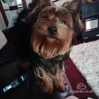 Yorkshire Terrier - Dogs