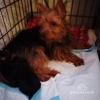 Yorkshire Terrier - Dogs