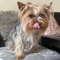 Yorkshire Terrier - Dogs