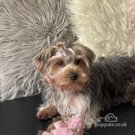 Yorkshire Terrier - Dogs