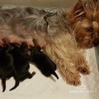 Yorkshire Terrier - Dogs