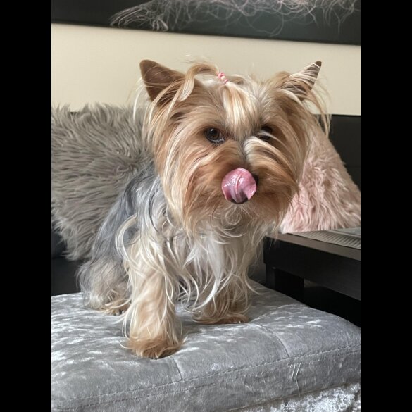 Yorkshire Terrier - Dogs