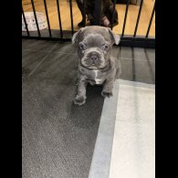 French Bulldog - Both