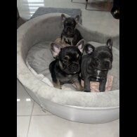 French Bulldog - Both