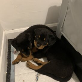 Rottweiler - Both