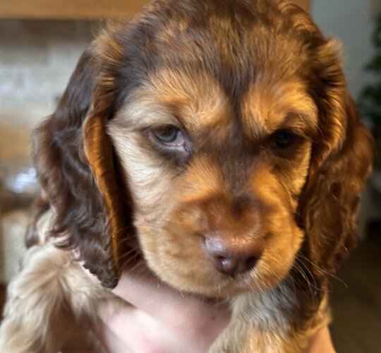 Cocker Spaniel (Working &amp; Show)