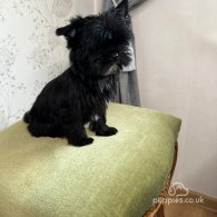 Yorkshire Terrier - Bitches