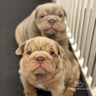 English Bulldog - Both