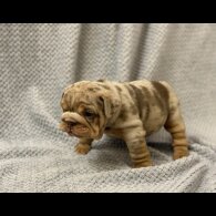 English Bulldog - Both