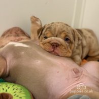 English Bulldog - Both