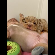 English Bulldog - Both