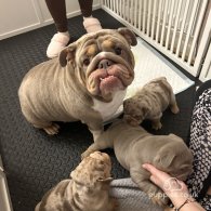 English Bulldog - Both