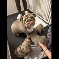 English Bulldog - Both