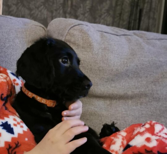 Cocker Spaniel (Working &amp; Show)