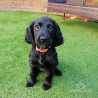 Cocker Spaniel (Working & Show) - Both