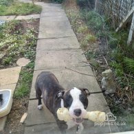 Staffordshire Bull Terrier - Both