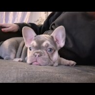 French Bulldog - Both