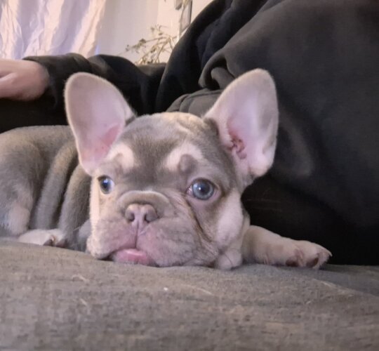 French Bulldog