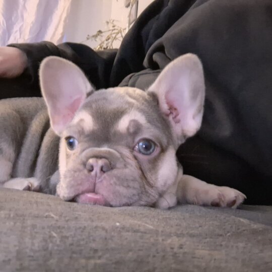 French Bulldog - Both