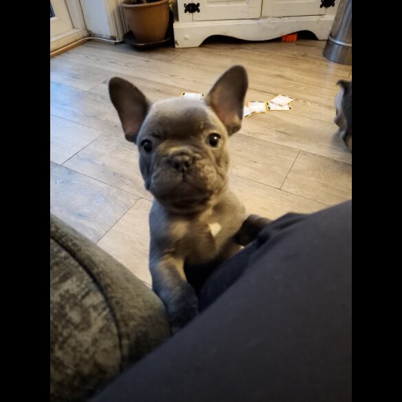 French Bulldog - Both