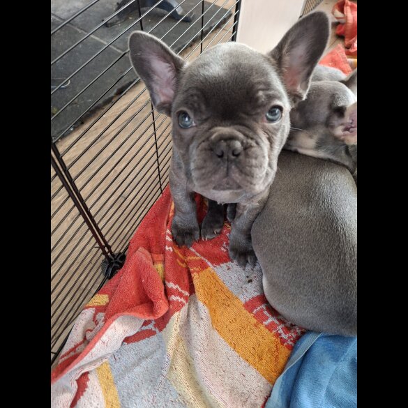 French Bulldog - Both